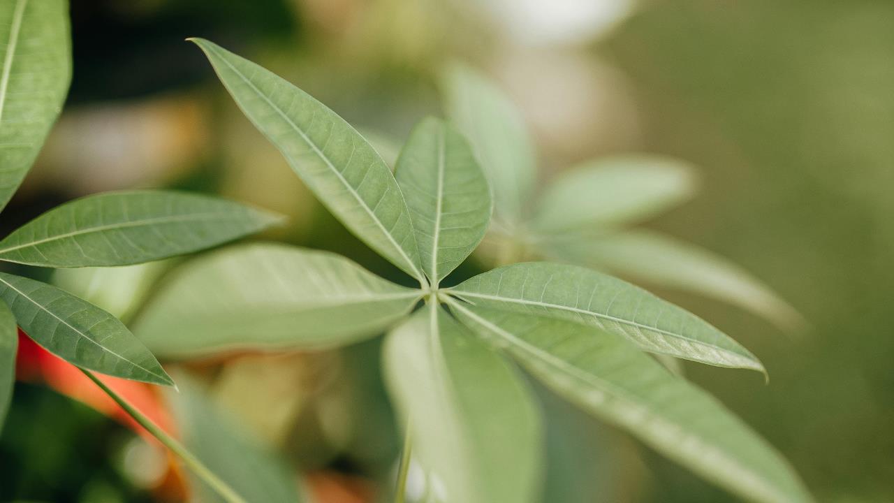 La elegante planta que atrae el dinero y llega para reemplazar al árbol de jade